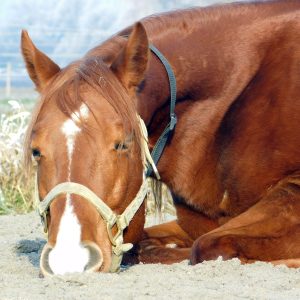 riedhof-ranch-pix1708-416