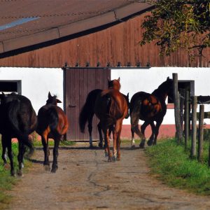 riedhof-ranch-pix1708-419 riedhof-ranch-pix1708-419