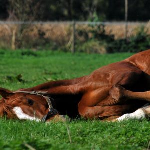 riedhof-ranch-pix1708-420